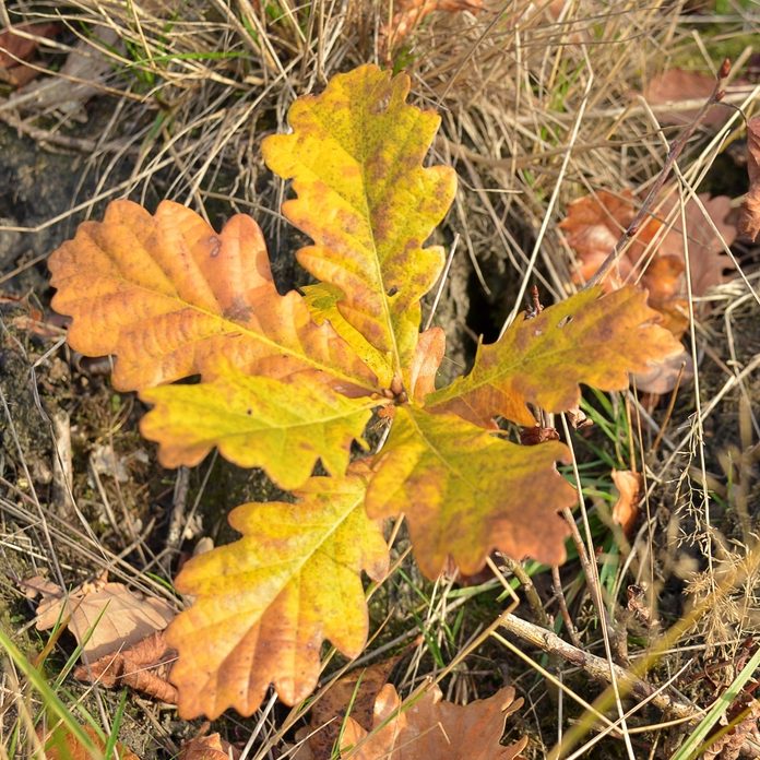 Moderate hiking trail at Milkwell Burn Circular near Ryton, surrounded by wildflowers and walking routes close to The Runhead pub