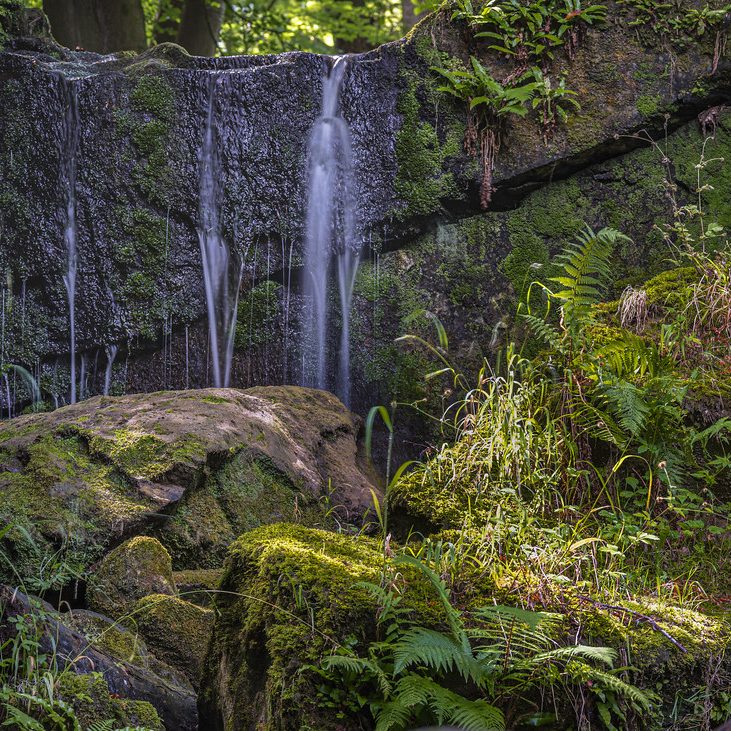 Woodland walk through Pontburn Wood near Ryton, a popular hiking route close to The Runhead pub with scenic views and nature trails.