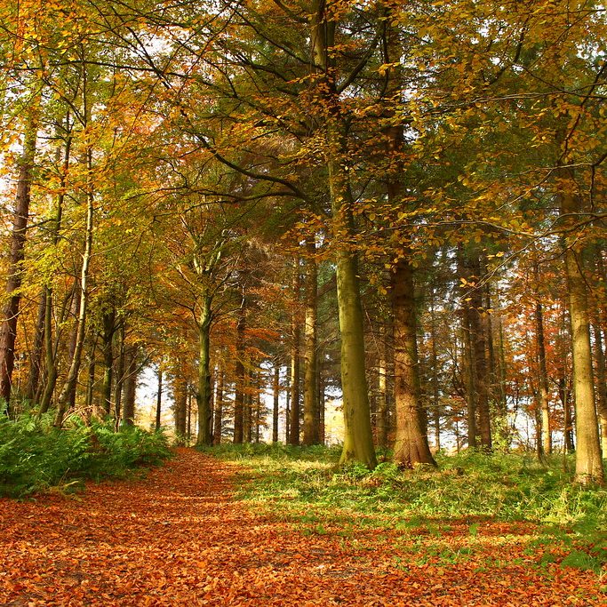 Hiking in Chopwell Woods near Ryton, a scenic walking trail with historic mining heritage, minutes from The Runhead pub
